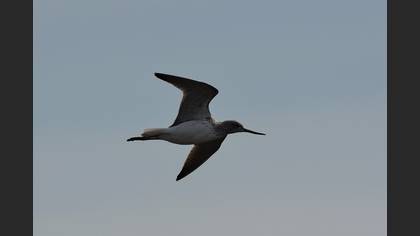 Common Greenshank