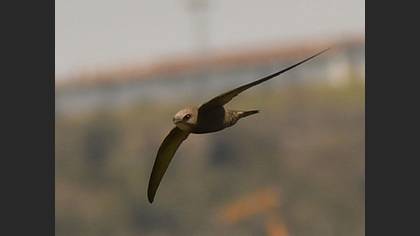 Pallid Swift