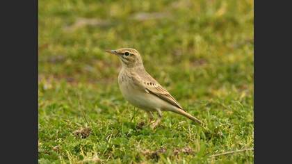Tawny Pipit