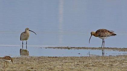 Eurasian Curlew