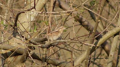 Eurasian Wryneck