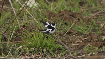 Collared Flycatcher