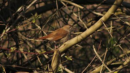 Common Nightingale
