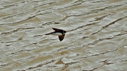 Sand Martin