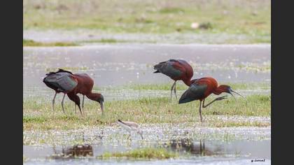 Glossy Ibis