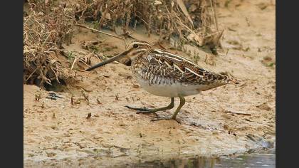 Common Snipe