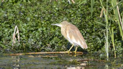 Squacco Heron