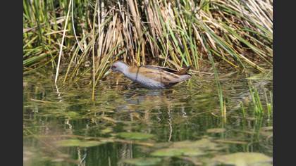 Little Crake