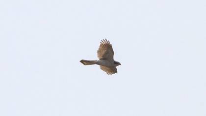 Eurasian Goshawk