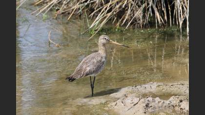 Black-tailed Godwit
