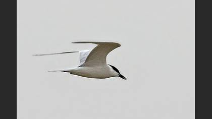 Gull-billed Tern