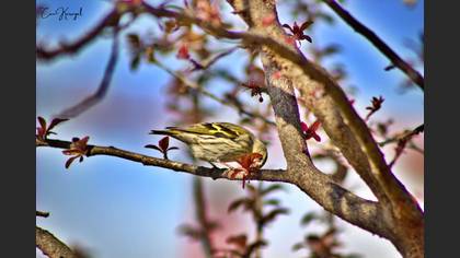 Eurasian Siskin