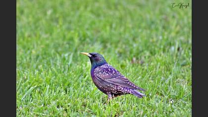 Common Starling