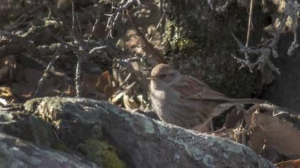 Dunnock