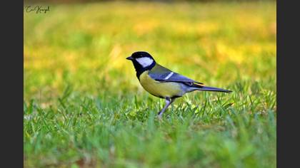 Great Tit