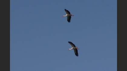 White Stork