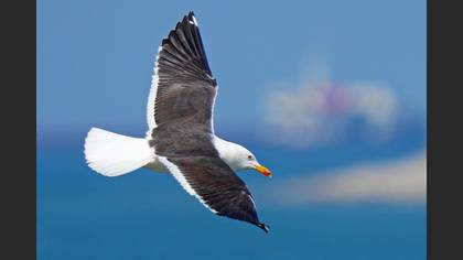 Lesser Black-backed Gull