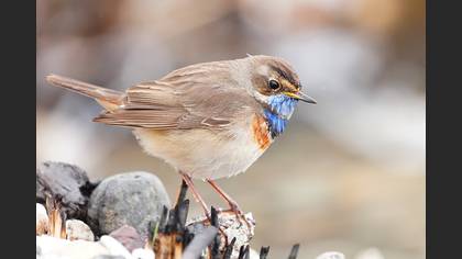 Bluethroat