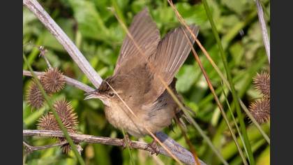 Savi`s Warbler