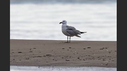 Audouin`s Gull