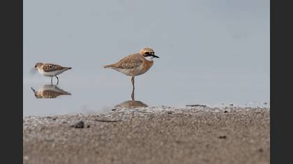 Greater Sand Plover