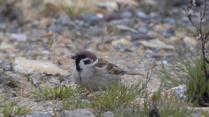 Eurasian Tree Sparrow
