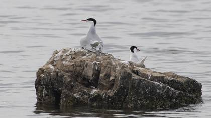 Common Tern