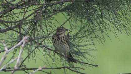 Tree Pipit