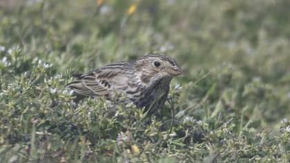 Corn Bunting