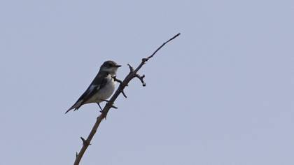Semicollared Flycatcher