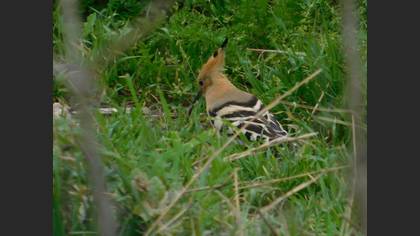 Common Hoopoe