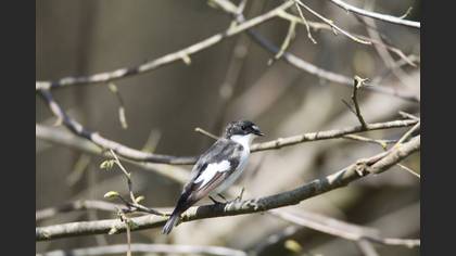 European Pied Flycatcher