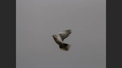 Eurasian Collared Dove