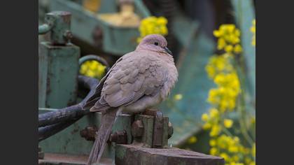 Laughing Dove