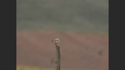 Isabelline Wheatear