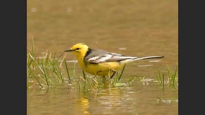Citrine Wagtail