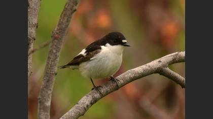 European Pied Flycatcher