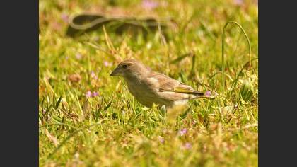 European Greenfinch