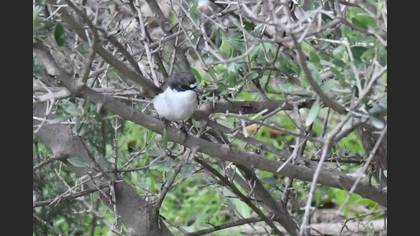 European Pied Flycatcher
