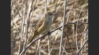 Great Reed Warbler
