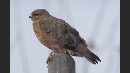 Common Buzzard