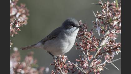 Lesser Whitethroat