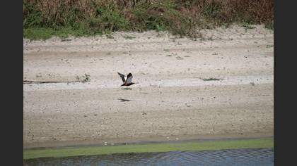 Ruddy Shelduck