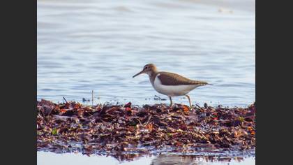 Common Sandpiper