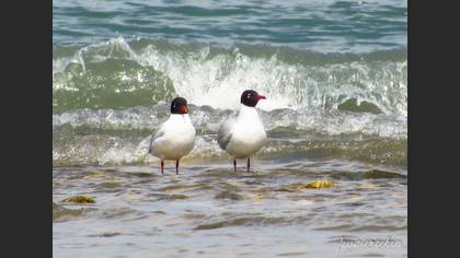 Mediterranean Gull