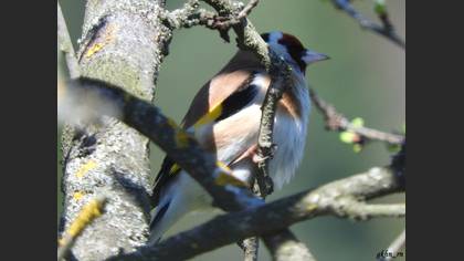 European Goldfinch