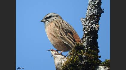 Rock Bunting