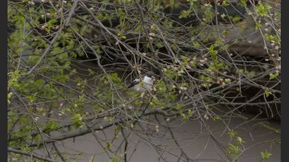 Semicollared Flycatcher