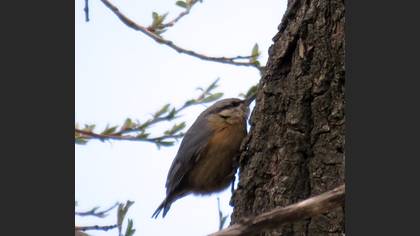 Eurasian Nuthatch