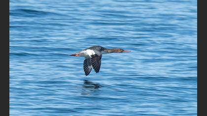 Red-breasted Merganser